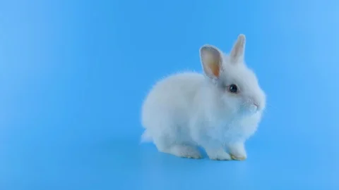White rabbit sitting, looking at camera, shows tongue Stock Footage 101373239