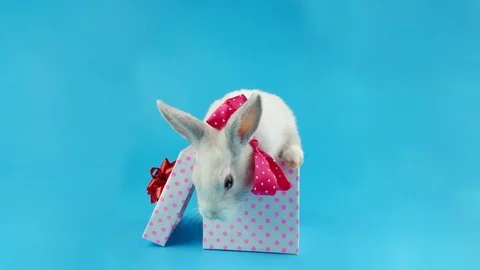 White rabbit sitting in the present box, licking lips, blue chroma key Stock Footage 96580722