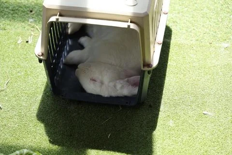 White Rabbit Sleeping Inside Plastic Pet Carrier Foto stock