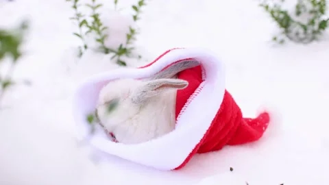 White rabbit sleeping in red Santa Claus hat on the snow between green bushes. Video stock 226993144