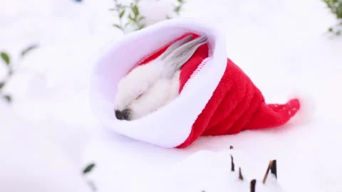 White rabbit sleeping in red Santa Claus hat on the snow. 4K. 스톡 동영상 250399400