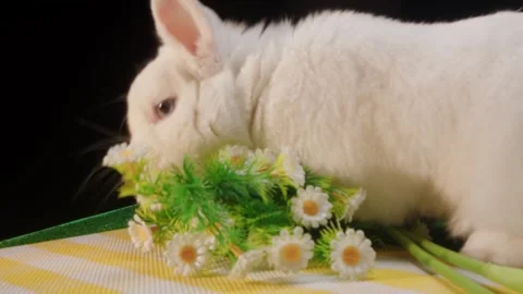 White rabbit sniffing daisies spring aesthetic pet portrait Video stock 330481530