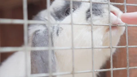White rabbit sniffs a human finger through the cage Stock-Footage 130135043