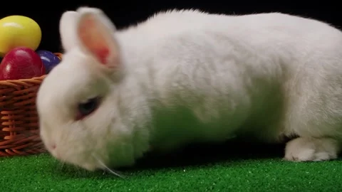 White rabbit softly sniffs and touches vibrant eggs in nest Video stock 330477891
