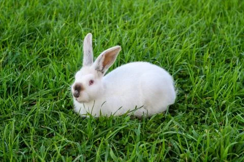 White rabbit in spring green grass background Stock Photos