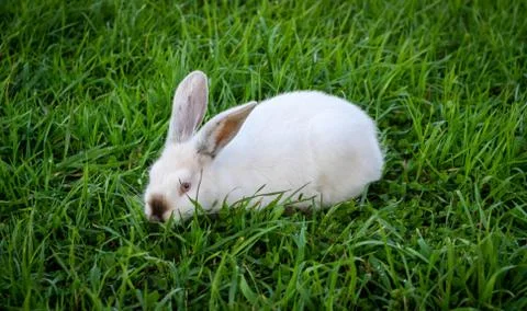 White rabbit in spring green grass background Stock Photos