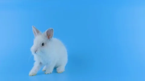 White rabbit stands up on two legs, sniffing, looking around, shows tongue Stock Footage 101373241
