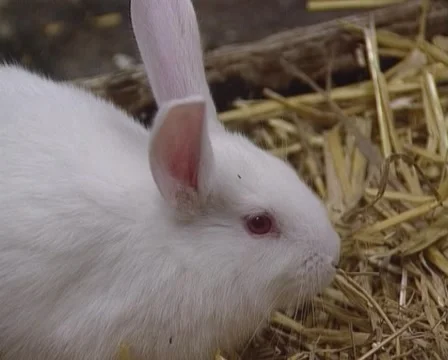White rabbit in straw hutch, side view - medium shot Stock Footage 48757214