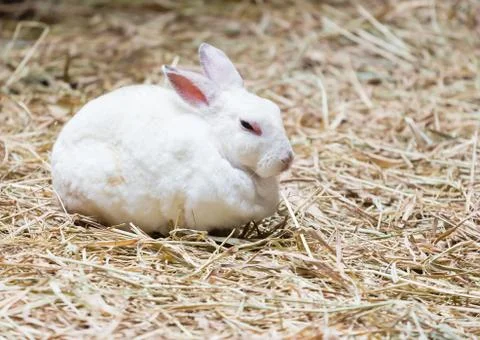 White rabbit on the straw Foto stock