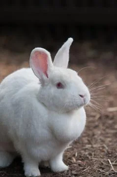 White rabbit on the straw Stock Photos