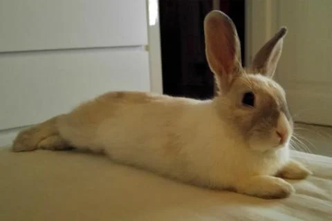 White rabbit with a strip lying on the bed. Relaxing Foto stock