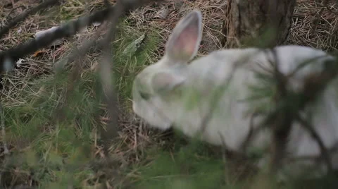 White rabbit in a summer forest Stock Footage 67740185