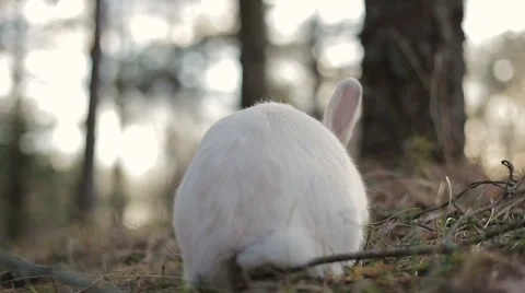 White rabbit in a summer forest Stock Footage 67740331