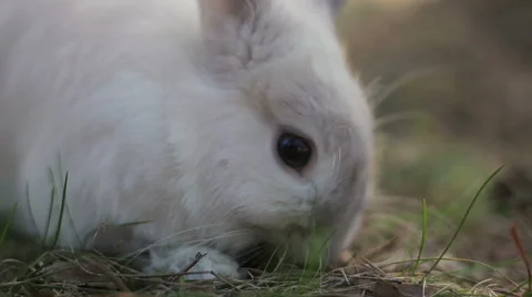 White rabbit in a summer forest Stock Footage 67740471