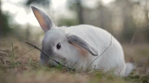 White rabbit in a summer forest Stock Footage 67740577