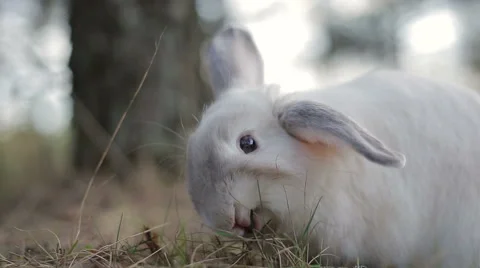 White rabbit in a summer forest Stock Footage 67740730
