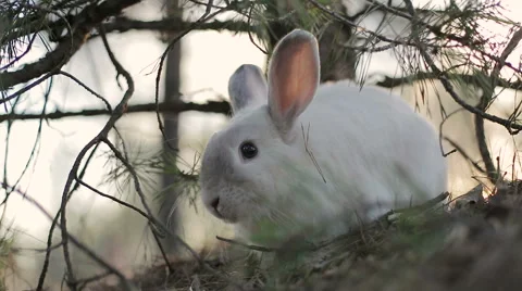 White rabbit in a summer forest Stock Footage