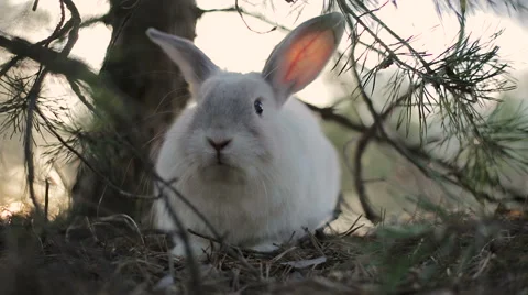 White rabbit in a summer forest Stock Footage 67741370