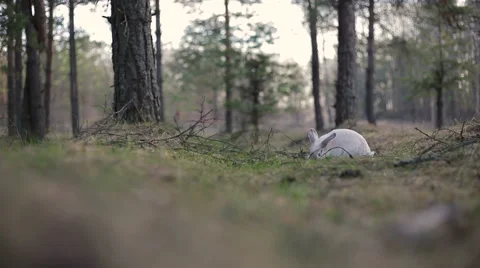 White rabbit in a summer forest Stock Footage 67741591
