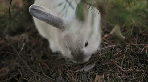 White rabbit in a summer forest Stock Footage 67741678