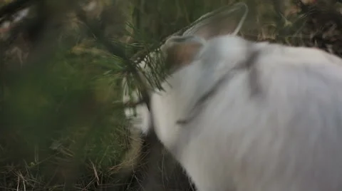 White rabbit in a summer forest Stock Footage 67741953