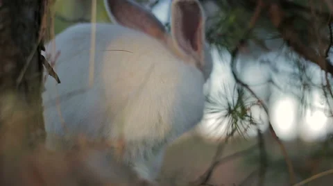 White rabbit in a summer forest Stock Footage 67748881