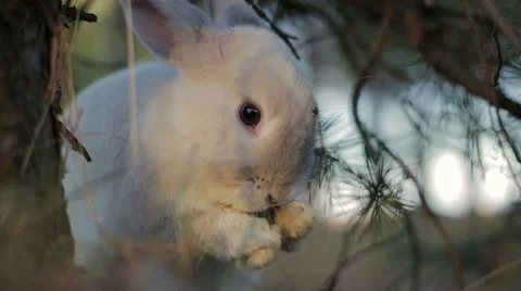 White rabbit in a summer forest Stock Footage