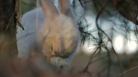 White rabbit in a summer forest Stock Footage 67749006