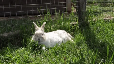 White rabbit with upright ears, sitting on grass, cute bunny in the meadow,.. Stock Footage 291408623