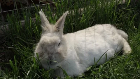 White rabbit with upright ears, sitting on grass, cute pet in the meadow, s.. Stock Footage 291408813