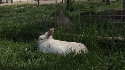 White rabbit with upright ears, sitting on grass, baby rabbit in the field,.. Stock Footage 291410259