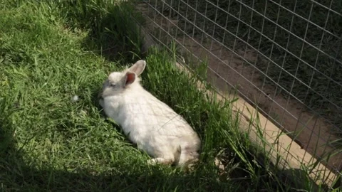 White rabbit with upright ears, sitting on grass, Easter bunny on the lawn,.. Stock Footage 292619502