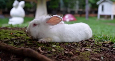 The white rabbit is very beautiful and clean in the garden Video stock 297653687