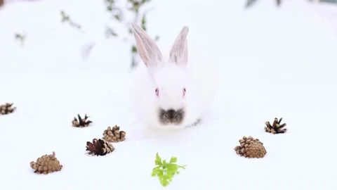 White rabbit walking and searching fresh leaves under snow between pine cones. Stock Footage 227322194
