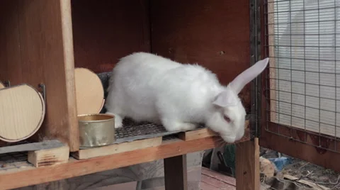White rabbit want to jump Stock Footage 61923083