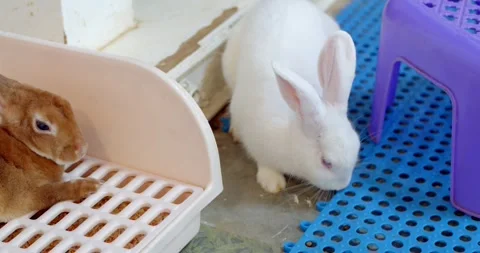 The white rabbit was looking at something.Cute white rabbit. Stock Footage 277846278