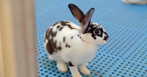 The white rabbit was looking at something.White rabbit with black polka dots. Stock Footage 277846306