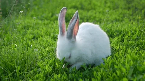 White rabbit washes, beautiful white rabbit on green grass Stock-Footage 108753993