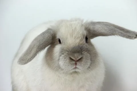 White Rabbit on White background 写真素材
