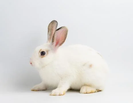 White rabbit on white background Stock Photos
