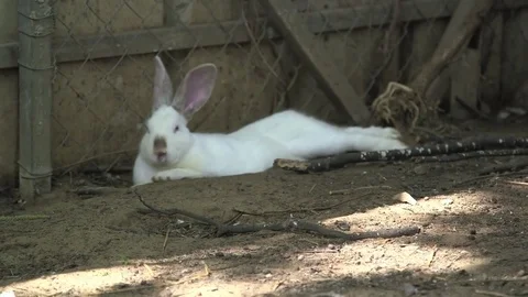 White rabbit at the zoo Stock Footage 76050890