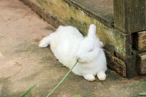 White rabbits  eating   food. Stock Photos