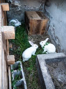 White rabbits eating grass Stock Photos