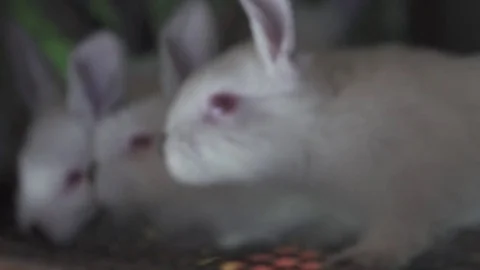 White rabbits on the farm Stock Footage