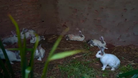 White Rabbits on farm 動画素材 200949091