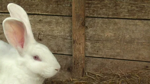 White rabbits Stock Footage 371108