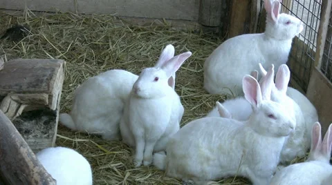 White Rabbits Stock Footage