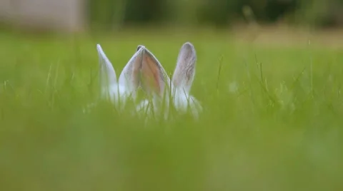 White rabbits on grass Video stock 40052808