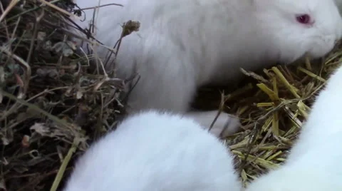 White rabbits in hay Video stock 57099792