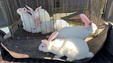 White rabbits moving in cage Stock Footage 308379935